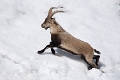 ANIMAUX DES PYRENEES